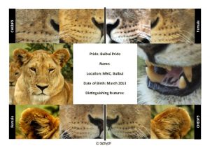 thumbnail of Buibui Pride