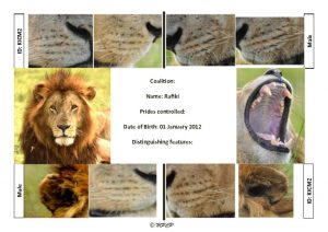 thumbnail of Kichwa Tembo Males