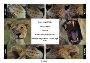 thumbnail of Rongai Pride