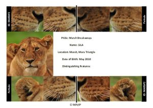 thumbnail of Marsh Breakaway pride