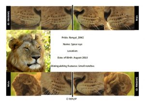 thumbnail of Rongai_DM2