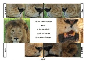 thumbnail of Sand River Males