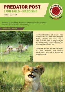 thumbnail of Predator Post – Lion Tails Naboisho First Edition