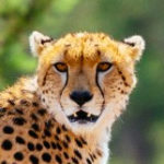 Amani