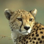 Amani Male2