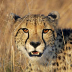 Karembo offspring1