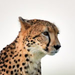 Test 2