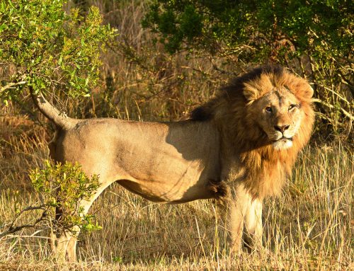Masai Mara National Reserve Lion IDs