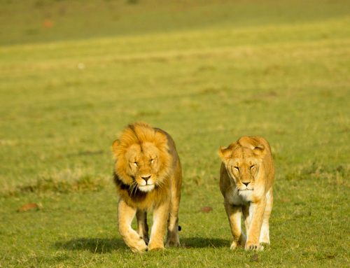 Mara Triangle Lion IDs