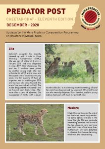 thumbnail of Cheetah Chat Dec 2020