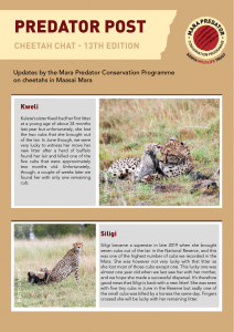 thumbnail of Cheetah Chat 13th Edition 2021 