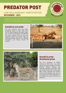 thumbnail of Lion Tails Naboisho December 2021