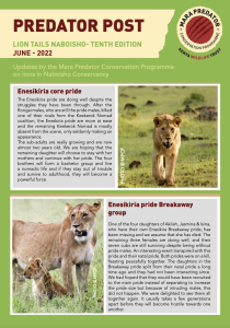 thumbnail of Lion Tails Naboisho June 2022