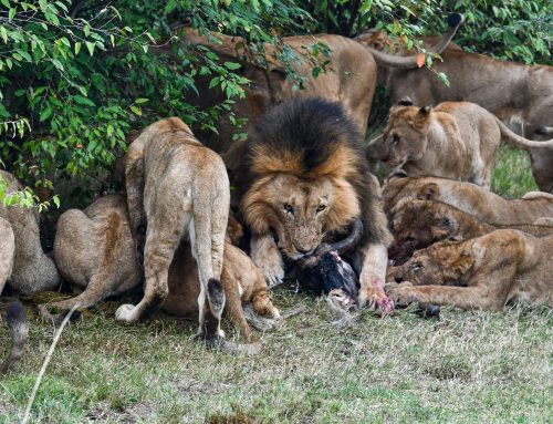 A Tale of Two Territories