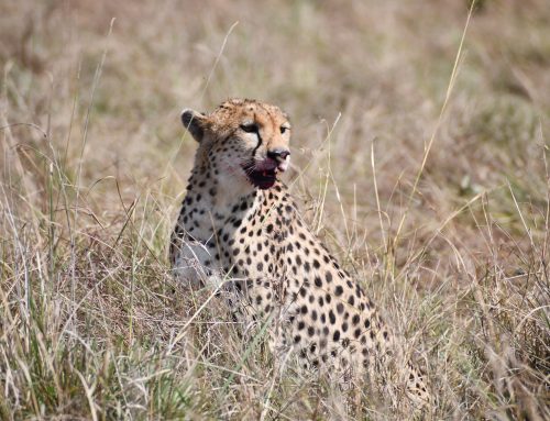 Resilience and Recovery in the Greater Mara