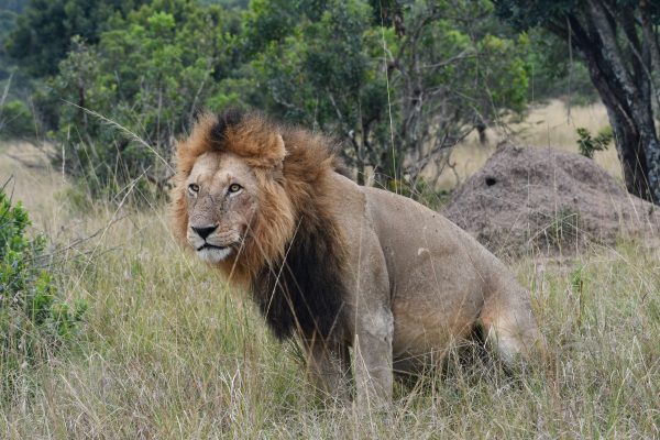 Saningo
