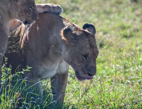 Life after the Migration