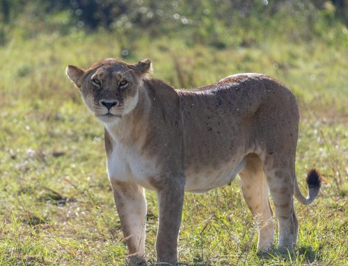 The Return of Maji Ya Fisi