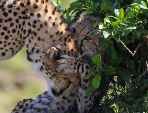 Hope on International Cheetah Day