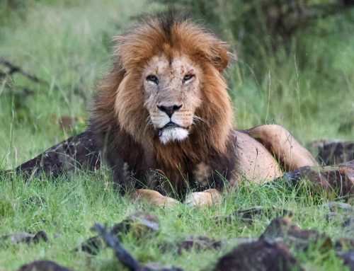 Dominance and Dispersal