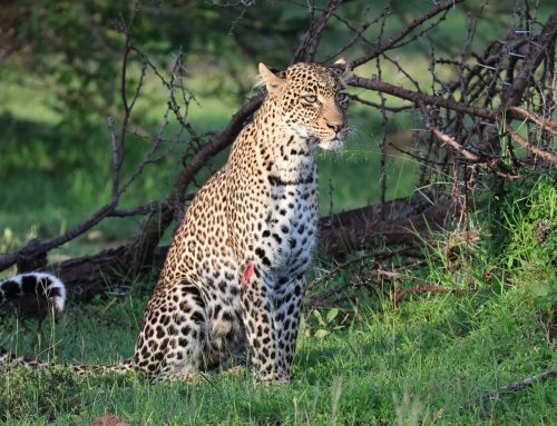 Weathering the storm in the Mara