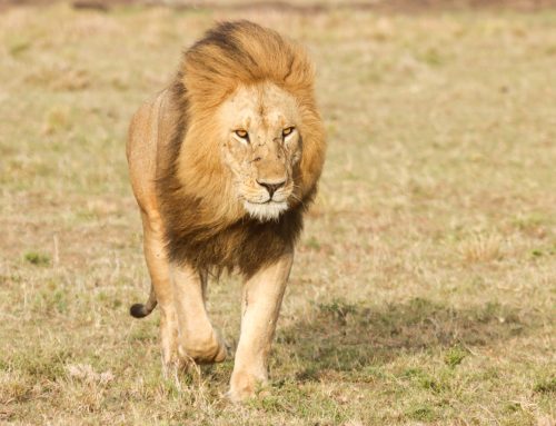 Unforgiving Encounters