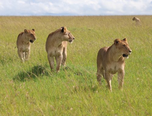 Clashes and Coexistence