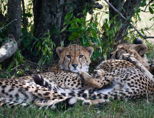 Exiled brothers unite and a Cheetah mother triumphs