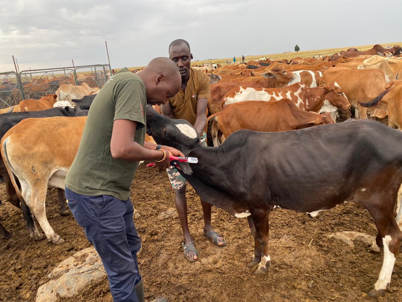 Cattle Tagging