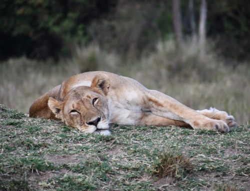 Survival on the Mara River