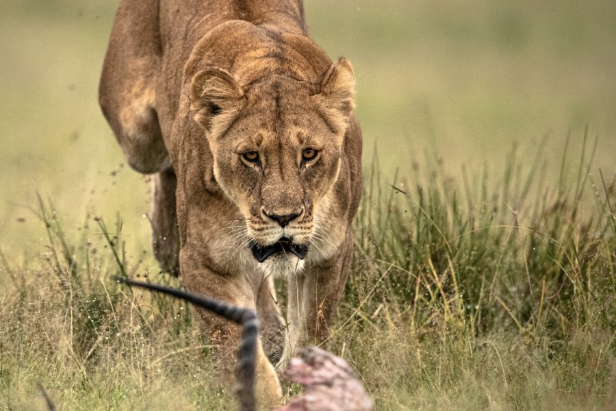 Trai Anfield MPCP lioness pouncing on carcass_DSC8575_WEB_WM